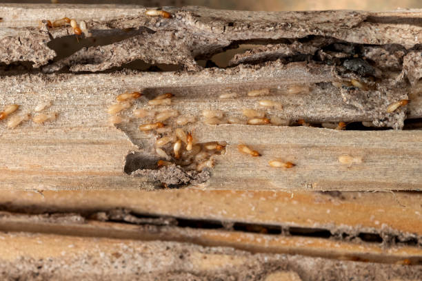 Pest Prevention Services in Prichard, AL